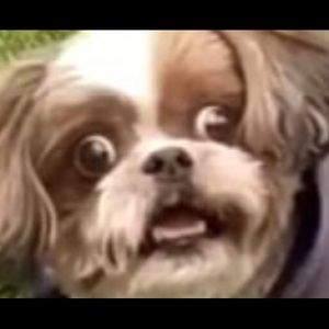 Meet your Posher, Luis